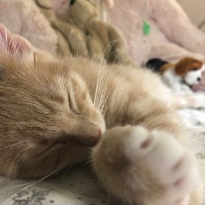 Meet your Posher, Lily